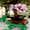 Lifestyle image of the LEGO Bonsai Tree with a pink coloured crown