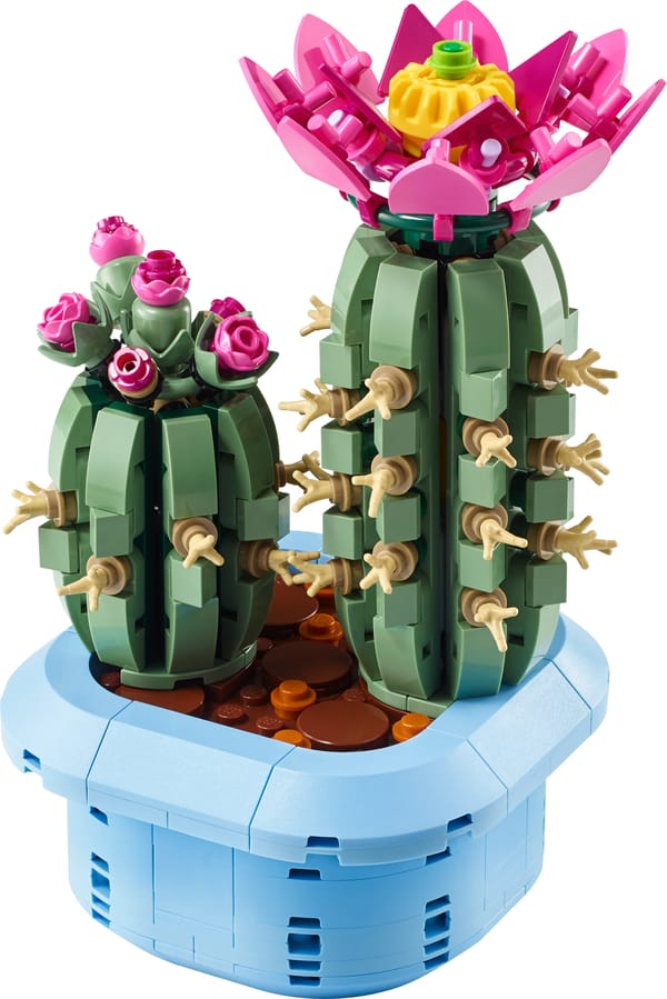 Blomstrende kaktus