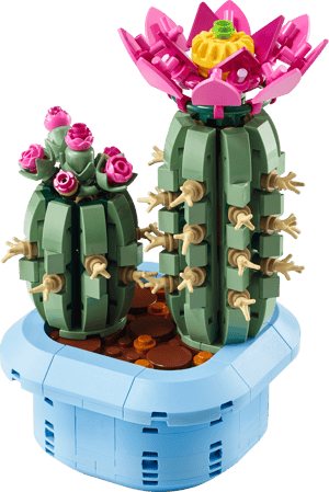 Cactus fleuri