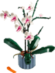 Orchid