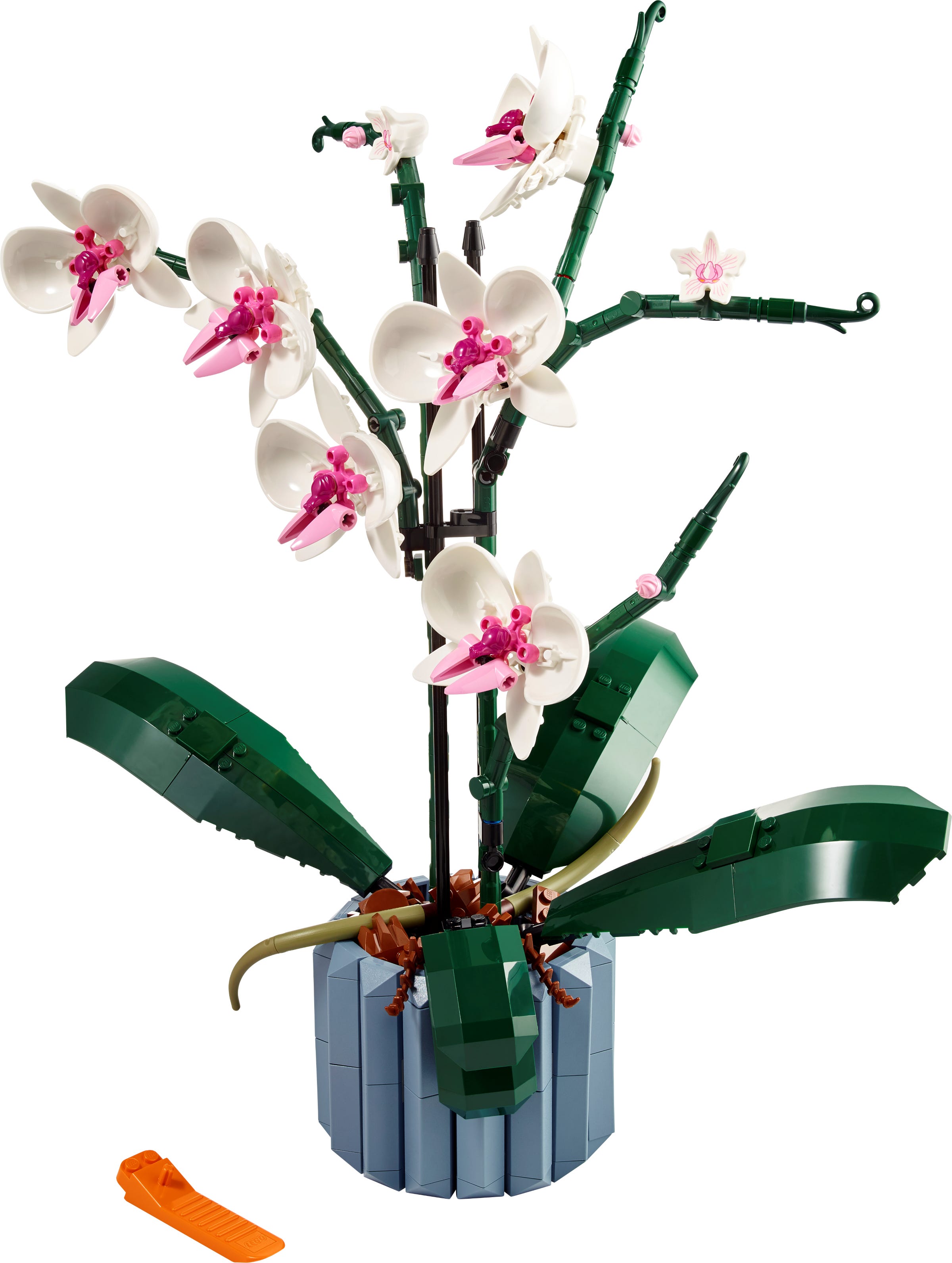 OfferteWeb.click 11-orchidea