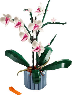 L’orchidée