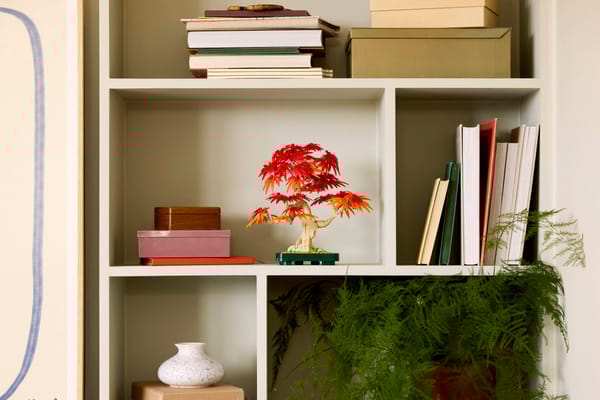 Japanese Red Maple Bonsai Tree - Image 8