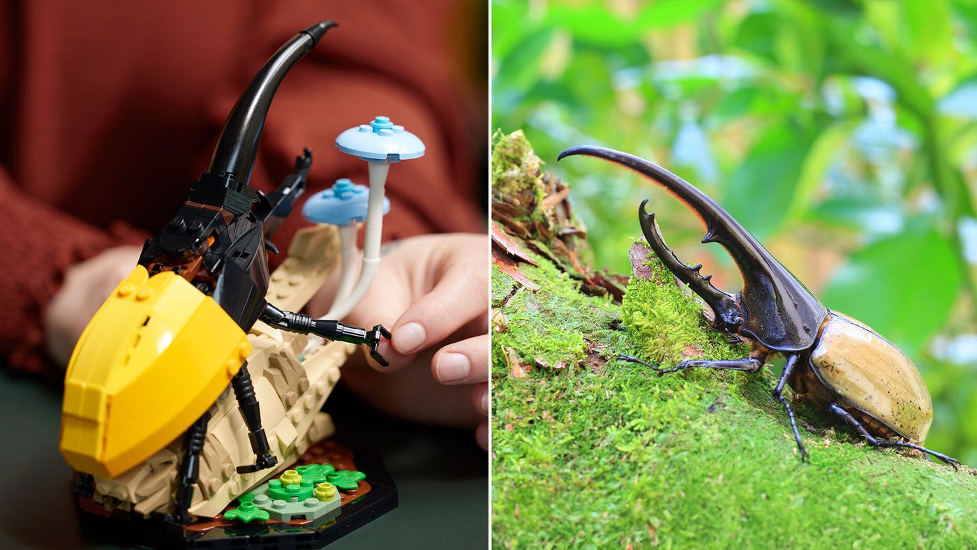 Bold and beautiful: Amazing Creatures in the new LEGO® Ideas The Insect ...