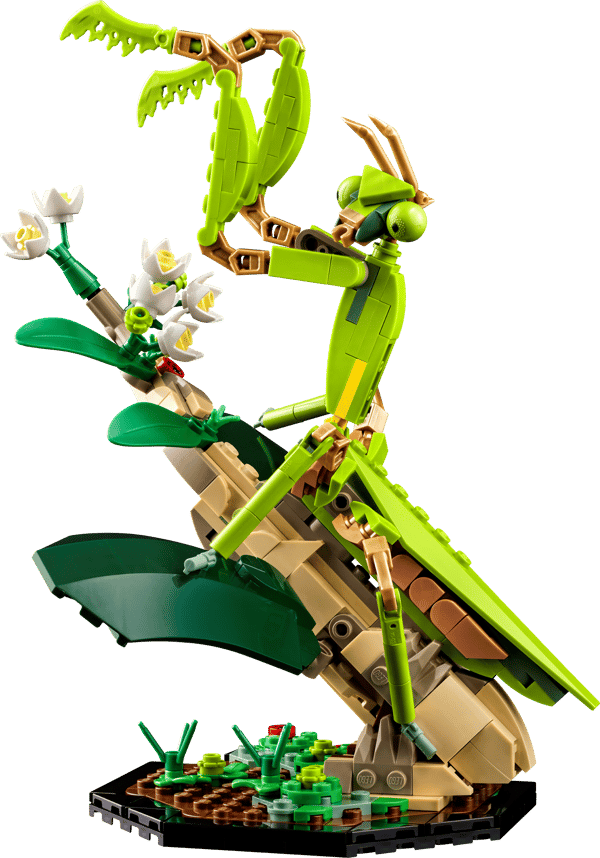 The Insect Collection - Image 6