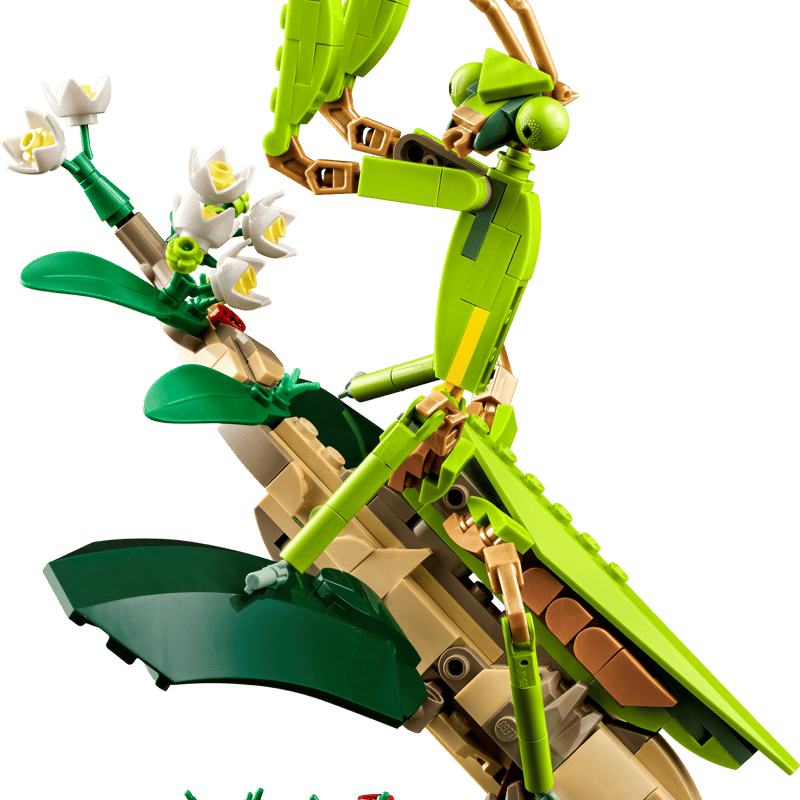 The Insect Collection