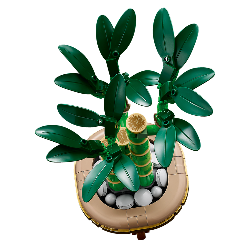 Lucky Bamboo