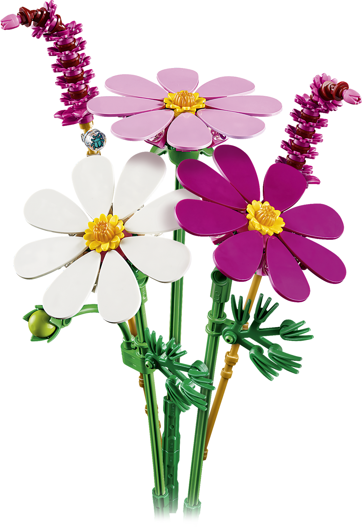 Stolt kavaler-blomster