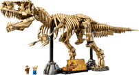 Dinosaur Fossils: Tyrannosaurus rex