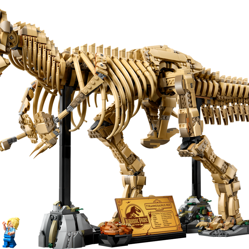 Dinosaur Fossils: Tyrannosaurus rex