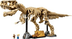 Les fossiles de dinosaures : le Tyrannosaurus rex