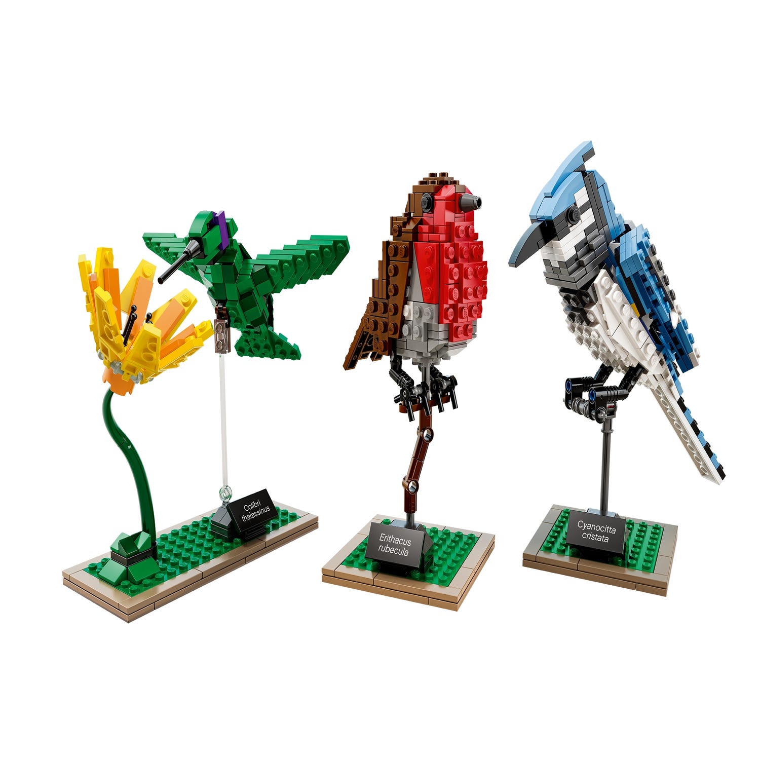 Birds 21301 Ideas | Buy online at the Official LEGO® Shop US