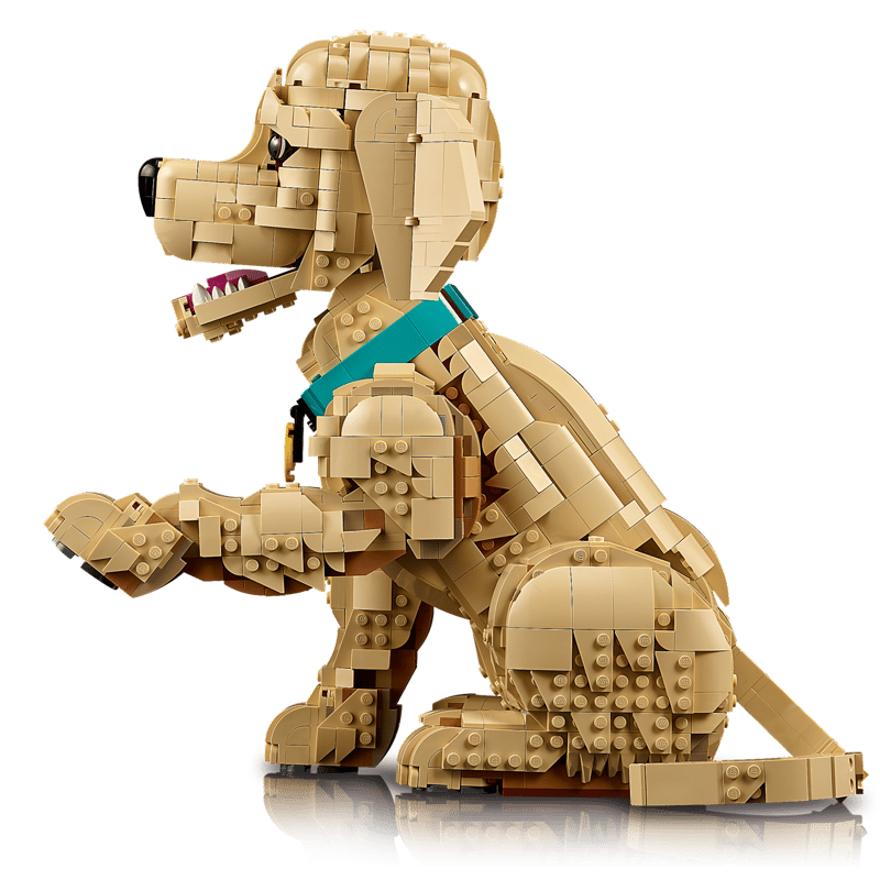 Golden Retriever Puppy