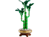 Lucky Bamboo