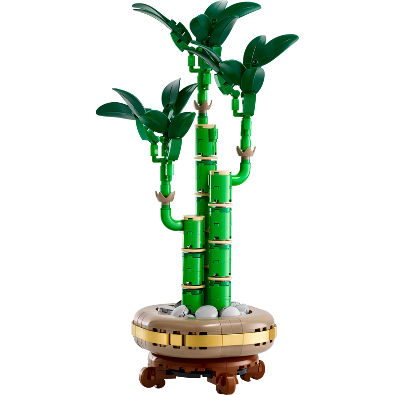 Lucky Bamboo 10344 | The Botanical Collection | Buy online at the Lucky Bamboo 10344 | The Botanical Collection | Buy online at the