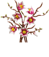 Magnolia Branches