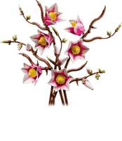 Magnolia Branches