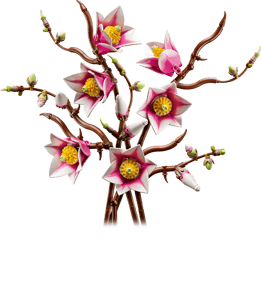 Magnolia Branches