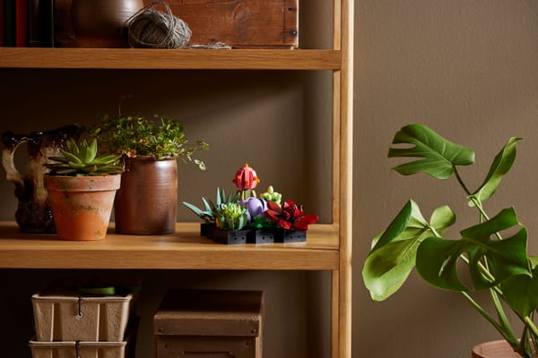 Succulents - Image 5