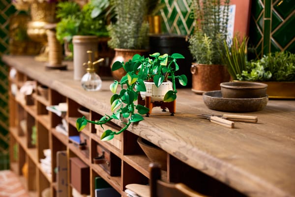 Hanging Golden Pothos - Image 12