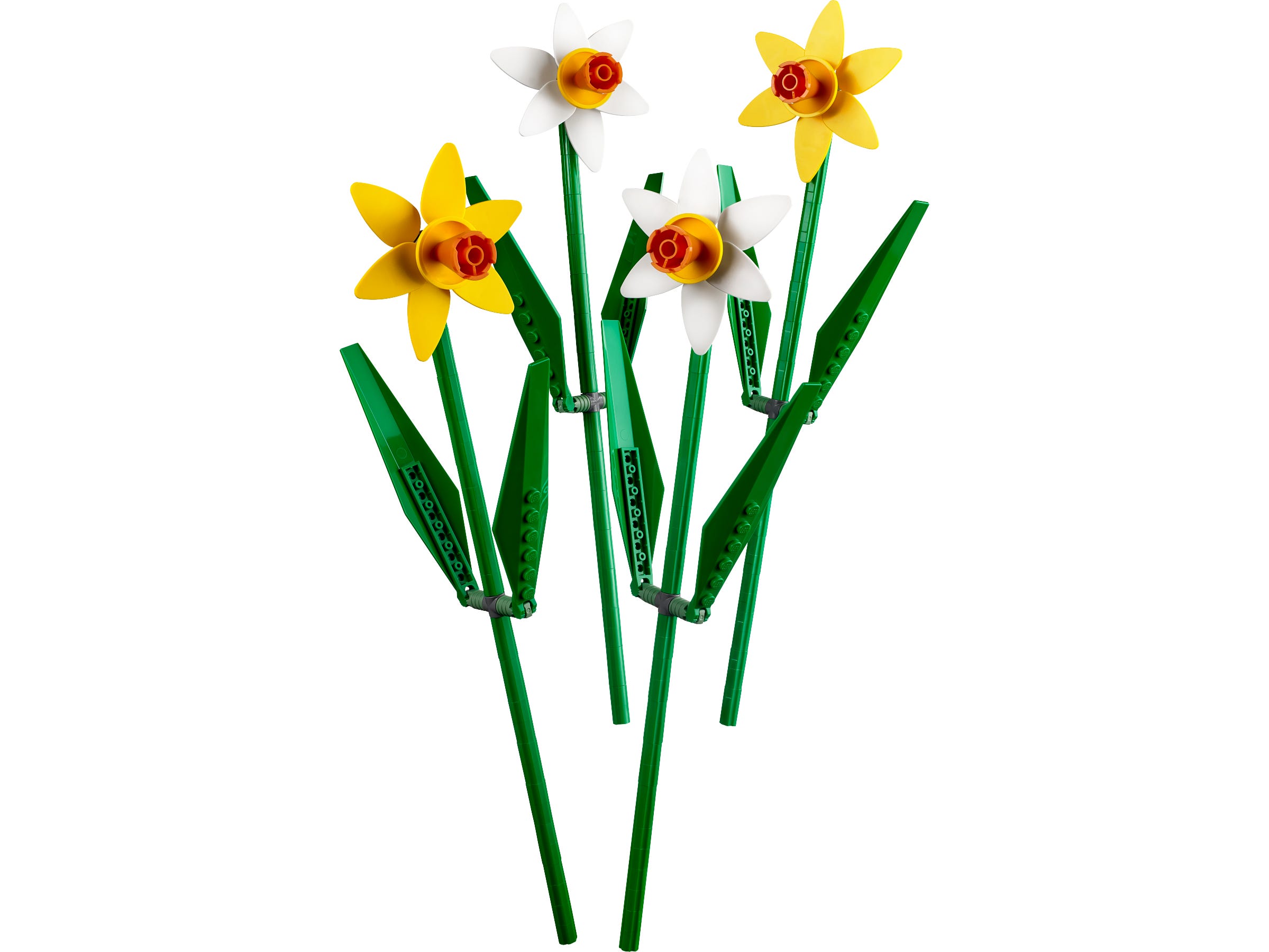 Narcisos