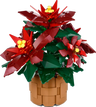 Poinsettia