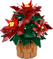 Poinsettia