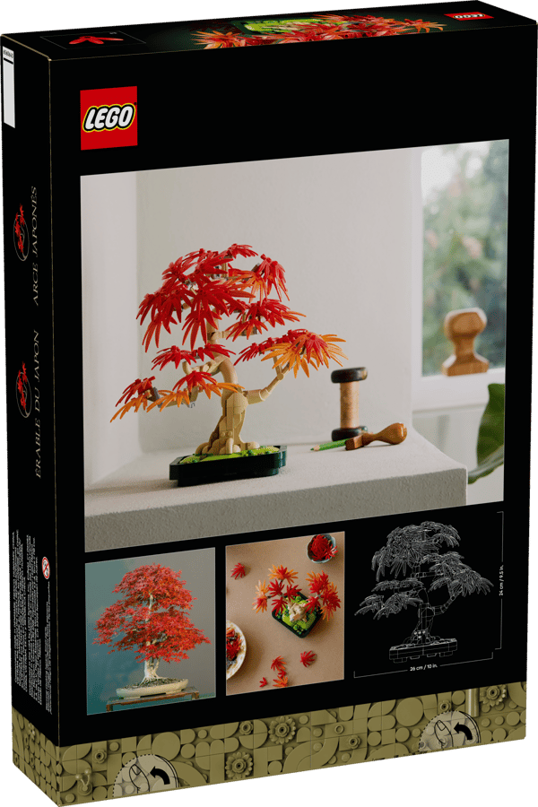 Japanese Red Maple Bonsai Tree - Image 16