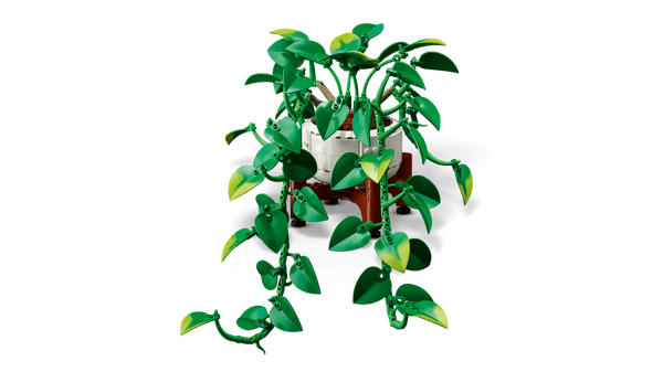 Hanging Golden Pothos - Image 6