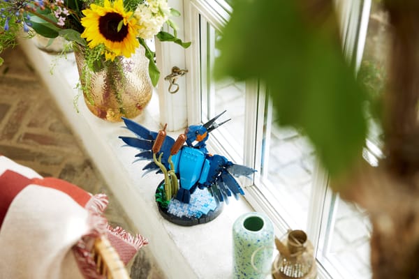 Kingfisher Bird - Image 10