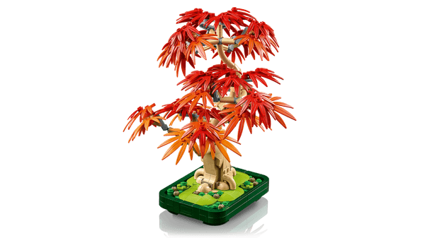 Japanese Red Maple Bonsai Tree - Image 6