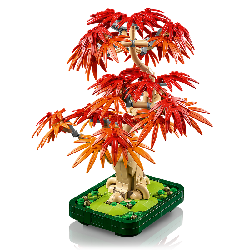 Bonsaï d’érable rouge du Japon