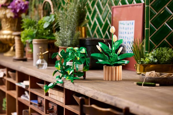 Hanging Golden Pothos - Image 13