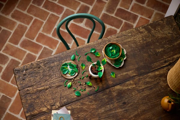 Hanging Golden Pothos - Image 10