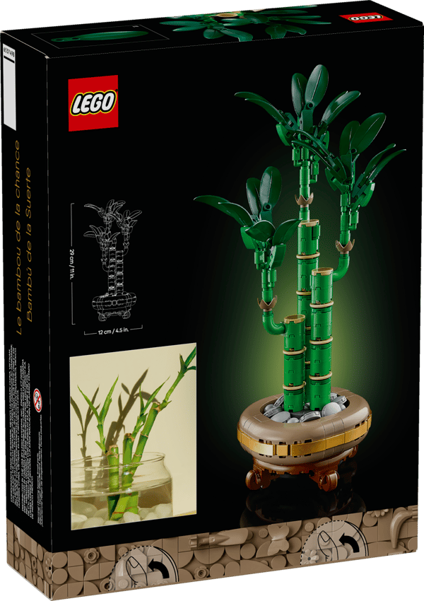 Lucky Bamboo - Image 12