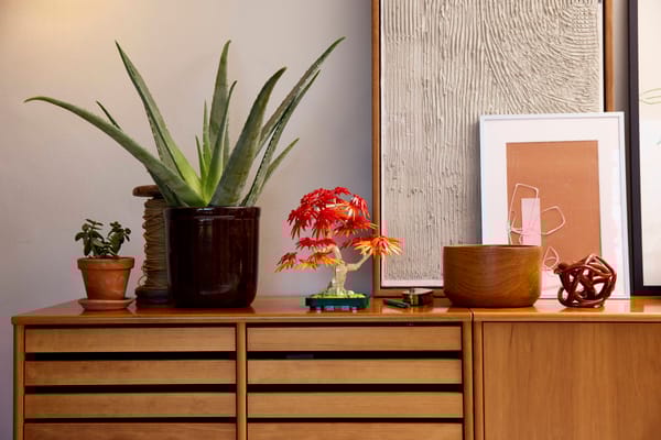 Japanese Red Maple Bonsai Tree - Image 13