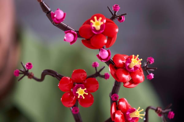 Plum Blossom - Image 11