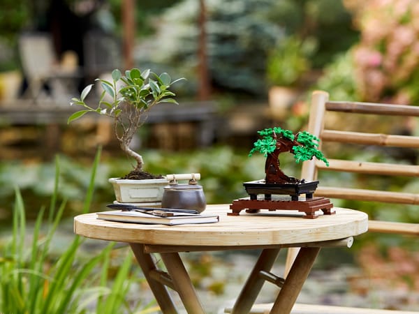 Bonsai Tree - Image 5