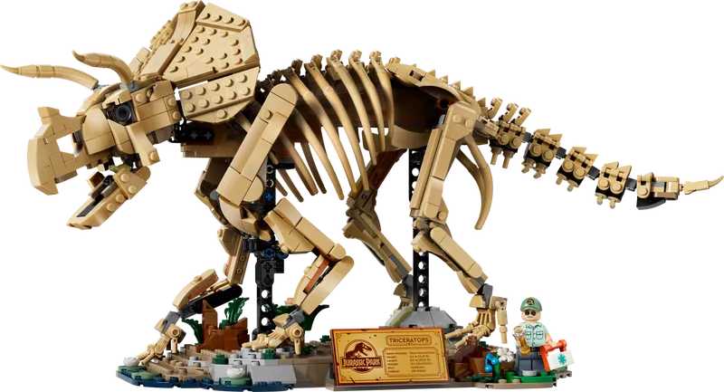 Les fossiles de dinosaure : le tricératops - Image 1