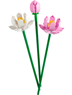 Lotusbloemen