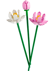 Fiori di loto