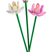 Les fleurs de lotus