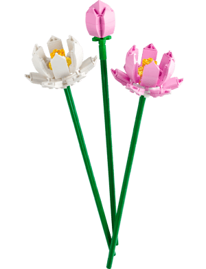 Les fleurs de lotus