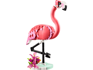 Animaux sauvages : le flamant rose