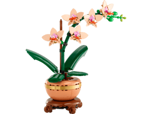 L’orchidée miniature