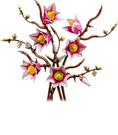 Magnolia-grene - 11510 - The Botanical Collection