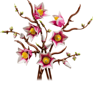Branches de magnolia