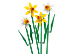 Daffodils