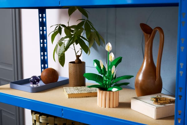 Peace Lily - Image 5