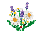Daisies
